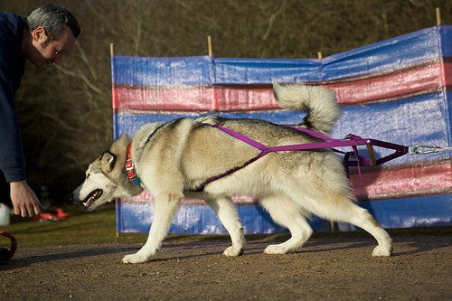 Weight Pull Harness in use